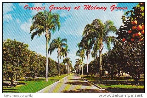Florida Sarasota Oranges Growing At Midway Groves 1976 - Sarasota