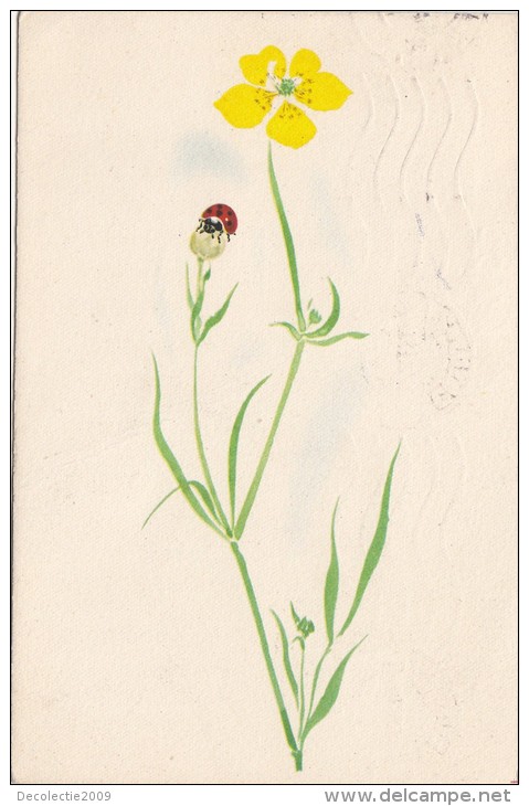 ZS48633 Ladybug Coccinelle Insects Flowers Fleur    2 Scans - Insetti