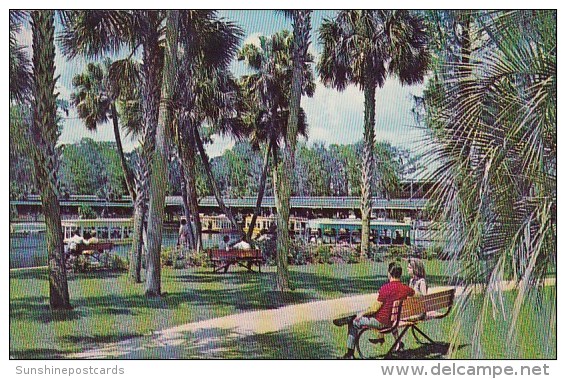 Florida Silver Springs A Beautiful 100 Acre Landscaped Park Borders The Main Spring Basin At Floridas Silver Springs - Silver Springs