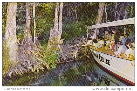 Florida Silver Springs Floridas Silver Springs Home Of World Famous Glass Bottom Boats - Silver Springs