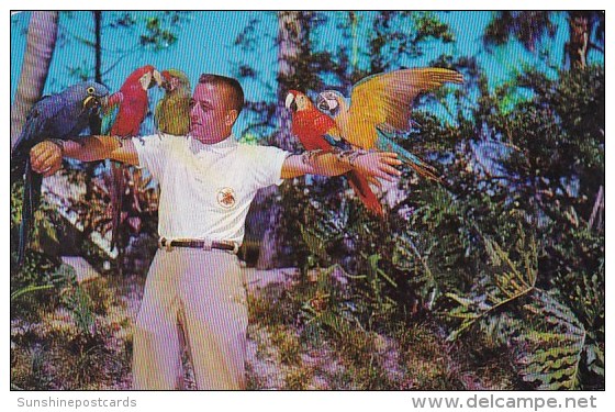 Florida Tampa Rich Naegeli Bird Trainer With Some Of His Beautiful Macaws Stars Show At Admission Free Busch Gardens1961 - Tampa