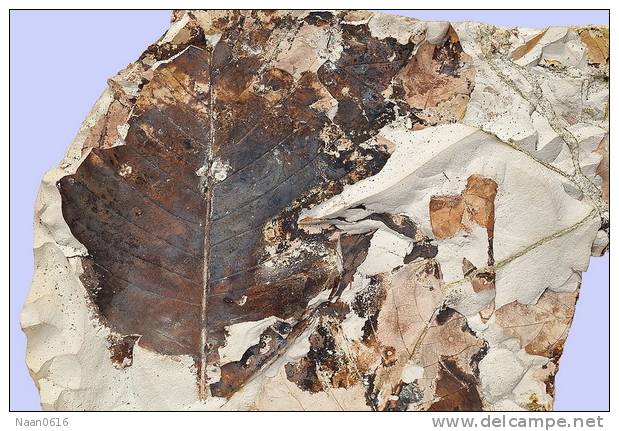Fossils   ,   Postal Stationery -Articles Postaux -Postsache F (A74-40) - Fossielen