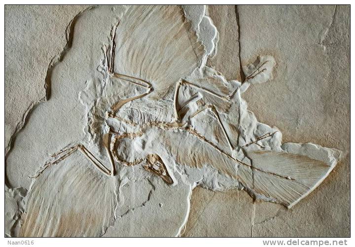 (NZ10-037  )   Archaeopteryx   Fossils  , Postal Stationery-Postsache F - Fossielen