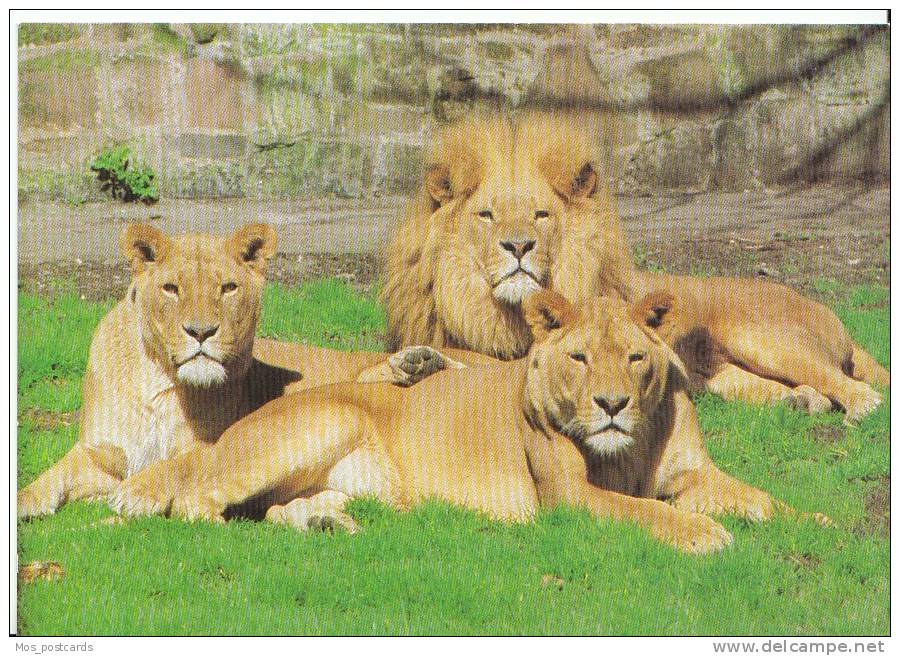 Animal Postcard - African Lions At Chester Zoo  MP391 - Lions