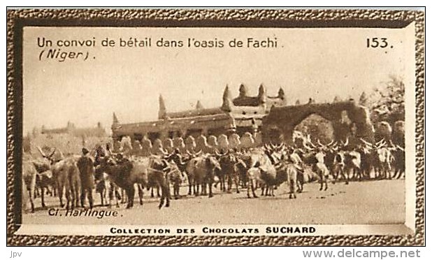 CHOCOLAT SUCHARD : IMAGE N° 153 . UN CONVOI DE BETAIL DANS L'OASIS DE FACHI . NIGER . - Suchard