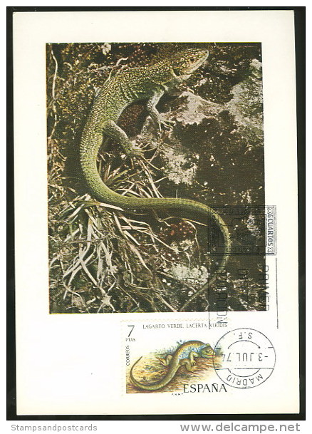 Espagne Lézard Lacerta Viridis Carte Maximum 1974 Spain Lizard Maxicard - Autres & Non Classés