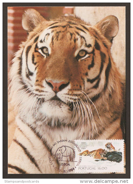 Portugal Carte Maximum Tigre De Sibérie Zoo De Lisbonne 1984 Maximum Card Siberian Tiger Lisbon Zoo - Tarjetas – Máximo