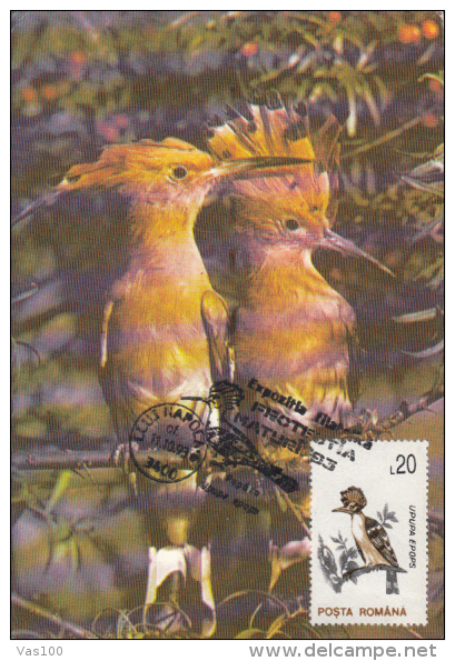 HOOPOE, CM, MAXICARD, CARTES MAXIMUM, 1993, ROMANIA - Climbing Birds