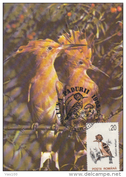 HOOPOE, CM, MAXICARD, CARTES MAXIMUM, 1995, ROMANIA - Piciformes (pájaros Carpinteros)