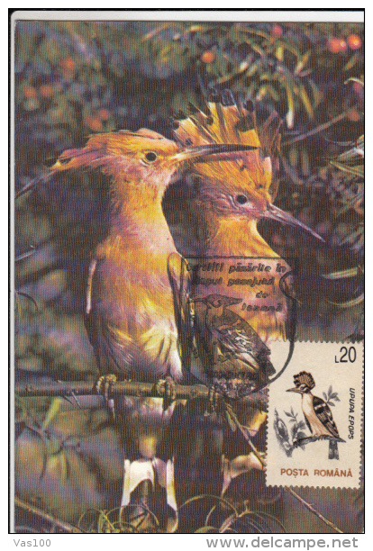 HOOPOE, CM, MAXICARD, CARTES MAXIMUM, 1993, ROMANIA - Piciformes (pájaros Carpinteros)