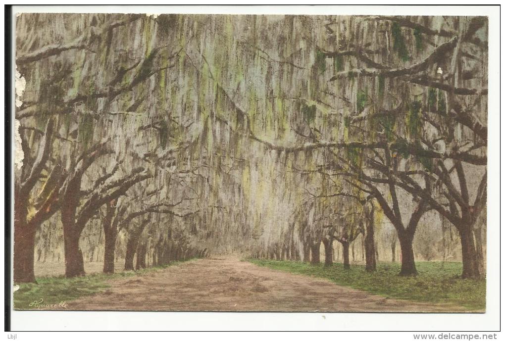 Aquarelle , Magnolia Gardens , CHARLESTON , SC , 1930 - Charleston