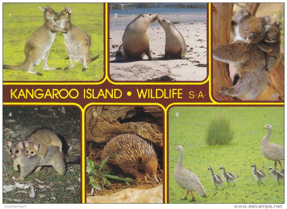 Kangaroo Island Wildlife - Kingscote NCV 5632 Unused - Kangaroo Islands