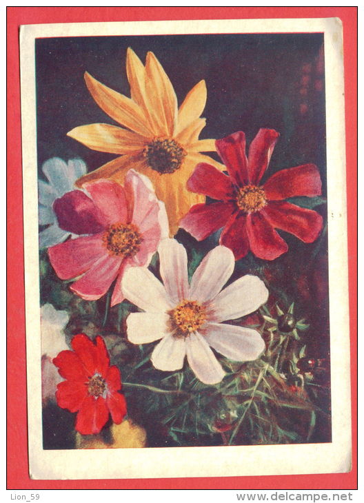 133194 / Flora Flore 1957 Flower Fleur Blüte Chamomile Lawn  / Stationery Entier Ganzsachen / Russia Russie - 1950-59