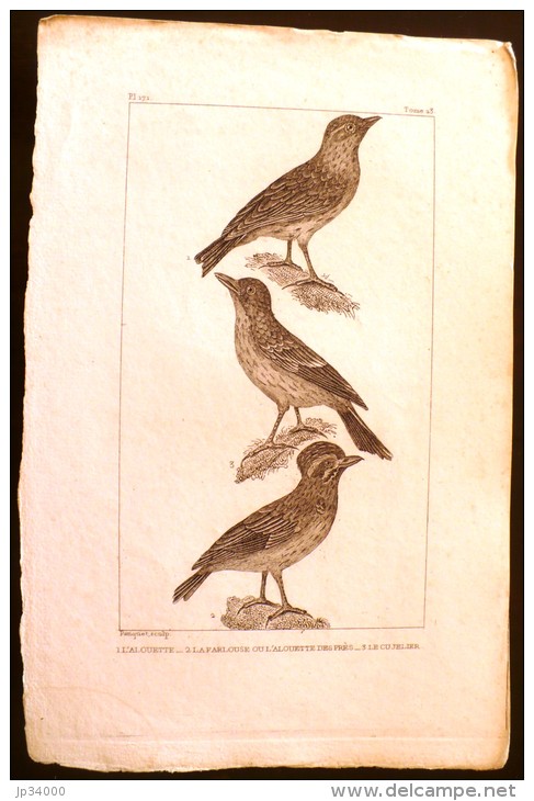 GRAVURE 19° SIECLE:  Oiseaux: L'ALOUETTE, LA FARLOUSE OU L4ALOUETTE DES PRES, LE CUJELIER (Pl 171) . - Prints & Engravings