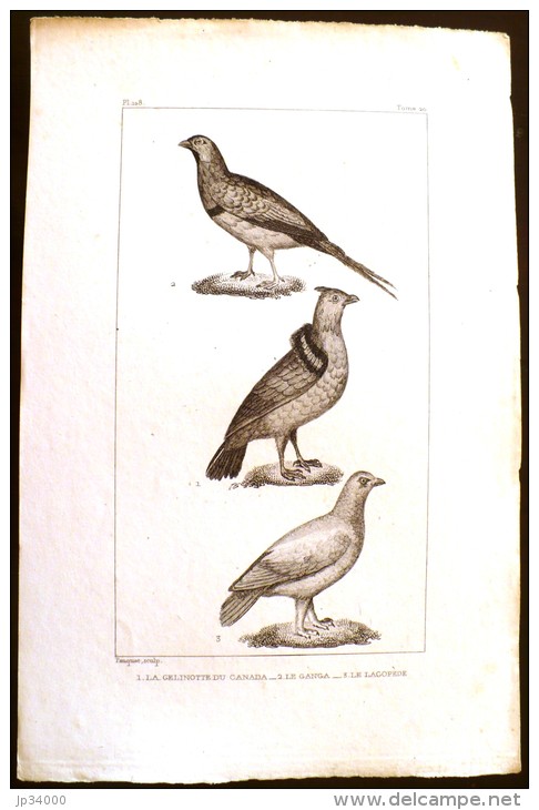 GRAVURE 19° SIECLE:  Oiseaux: LA GELINOTTE DU CANADA, LE GANGA, LE LAGOPEDE(Pl 228) . - Prints & Engravings