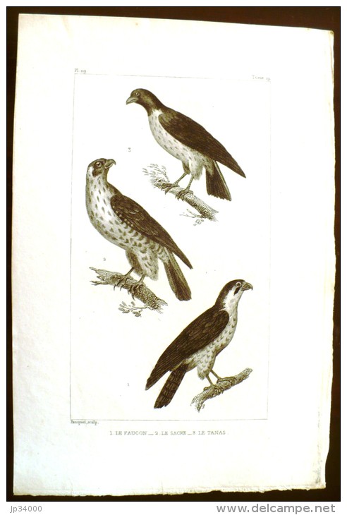 GRAVURE 19° SIECLE:  Oiseaux: LE FAUCON, LE SACRE, LE TANAS (Pl 119). - Prints & Engravings