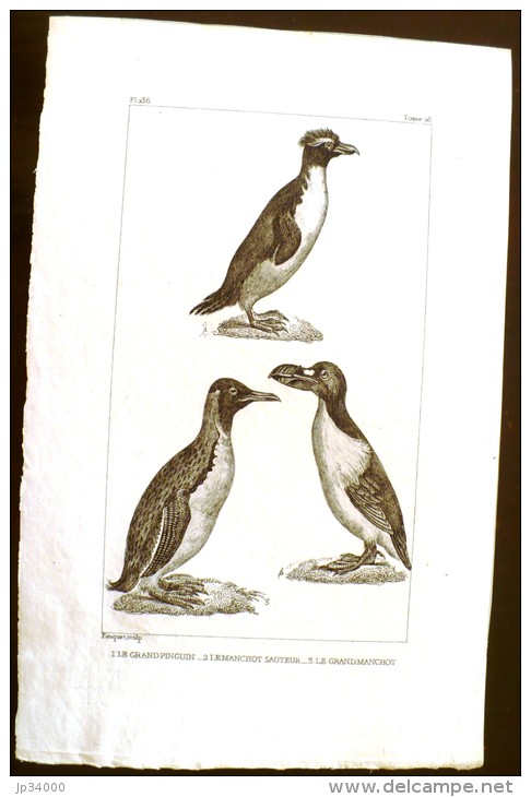 GRAVURE 19° SIECLE:  Oiseaux: LE GRAND PINGOIN, LE MANCHOT SAUTEUR, LE GRAND MANCHOT (Pl 236). - Prints & Engravings