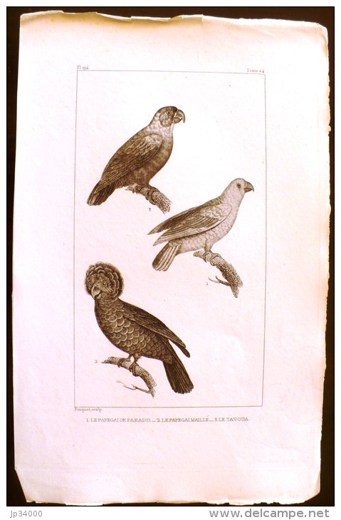 GRAVURE 19° SIECLE:  Oiseaux: LE PAPEGAI DE PARADIS, LE PAPEGAI MAILLE, LE TAVOUA (Pl 9). - Prints & Engravings