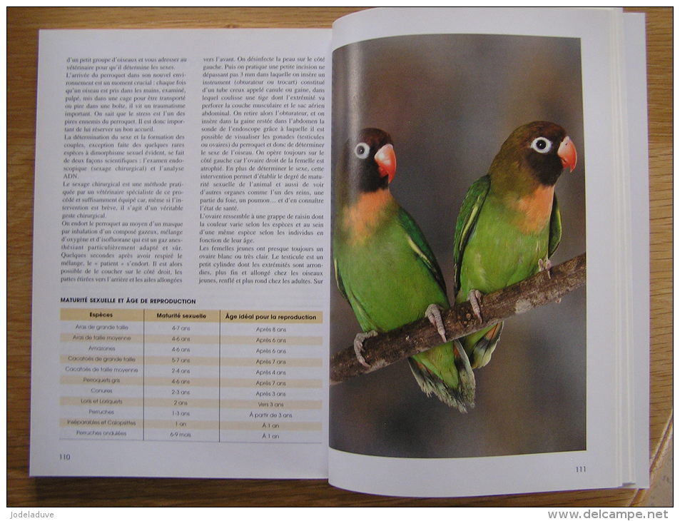 LES PERRUCHES ET LES PERROQUETS Choix Habitats Soins Alimentation Reproduction Ravazzi G Oiseau Ornithologie - Sport