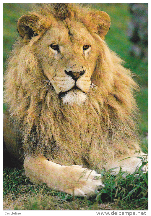 CPM LION PARC ANIMALIER ATTRACTIONS DOMPIERRE SUR BESBRE - Lions