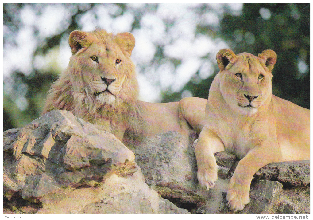 CPM COUPLE DE  LIONS PARC ANIMALIER ATTRACTIONS DOMPIERRE SUR BESBRE - Lions