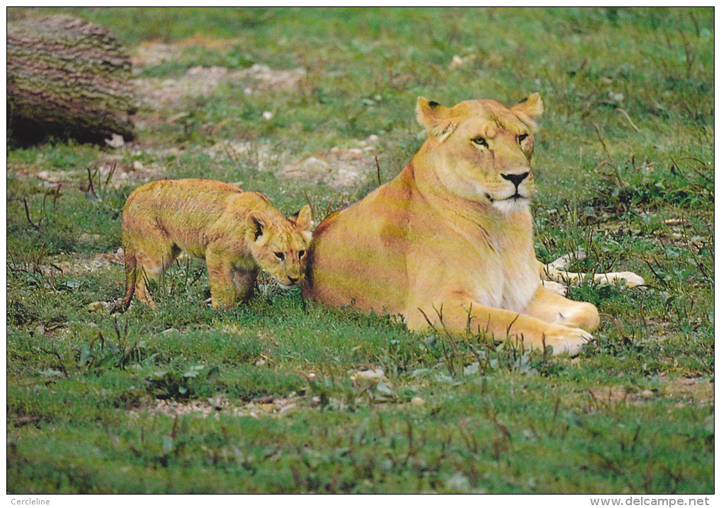 CPM  LIONNE ET SON PETIT LIONCEAU  PARC ANIMALIER ATTRACTIONS DOMPIERRE SUR BESBRE - Lions