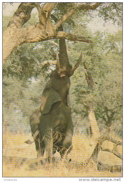 ZIMBABWE - Elephant 1988 - Simbabwe