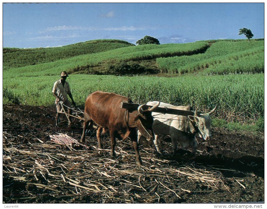 (101) Fidji - Fiji Bullock Ploughing - Fidji