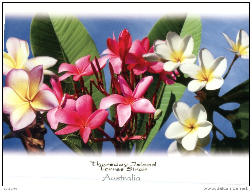 (101) Australia  - QLD - Thursday Island - Flowers - Far North Queensland