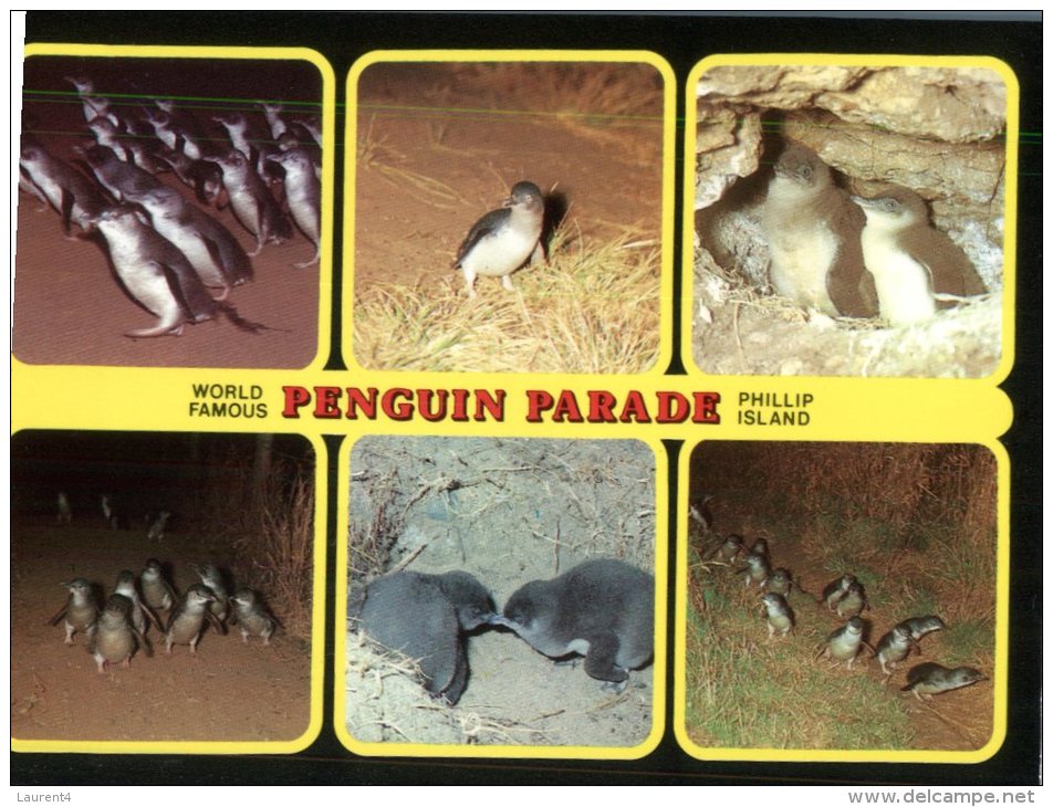 (333) Australia - VIC - Penguin Parade, Phillip Islad - Autres & Non Classés