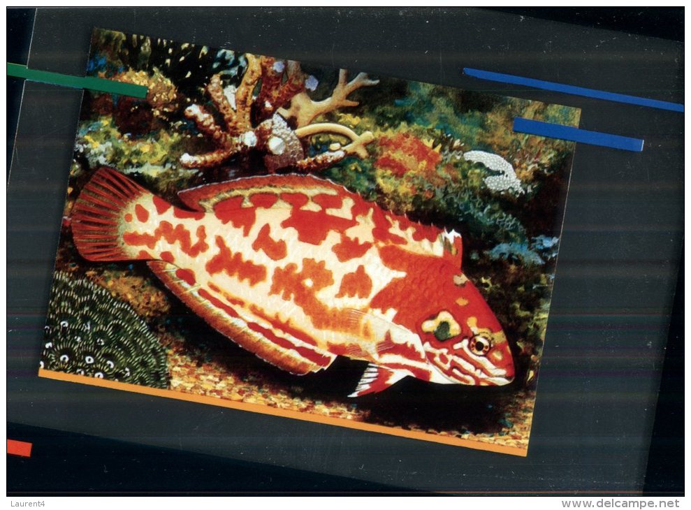 (333) Australia - QLD - Expo 88 - Pre-paid Fish Postcard - Brisbane