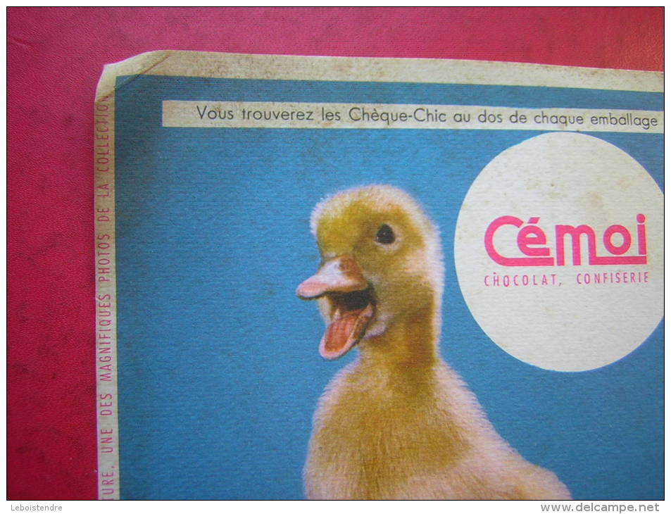 BUVARD CEMOI  CHOCOLAT  CONFISERIE   CHEQUE CHIC 1 POINT  CANARD / CANNETON - Kakao & Schokolade