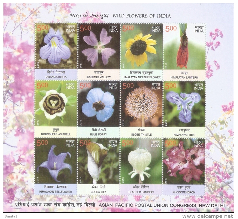 Wild Flowers,himalaya,mountain ,carnivorous Plant,cobra Lily, Sheetlet, India 2013 - Altri & Non Classificati