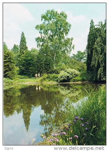 Kalmthout  Betula Verucosa  Dalecarlica - Kalmthout