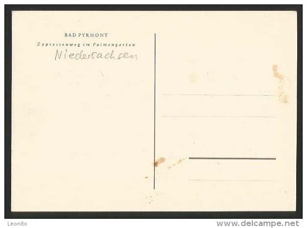 BAD PYRMONT Niedersachsen Zypressenweg Im Palmengarten Ca. 1950 - Bad Pyrmont