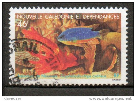 NOUVELLE-CALEDONIE Faune Marine 1988 N°552 - Gebruikt