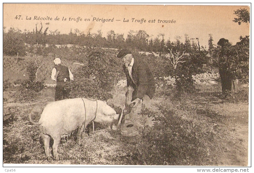 La TRUFFE Est TROUVÉE - Récolte En PÉRIGORD - PAYSAN Au Cochon - Porc Chercheur - Autres & Non Classés