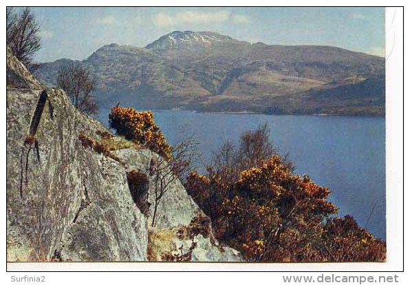 DUNBARTON -  Gorse Time At Loch Lomond With Ben Lomond - By W S Thomson  1954 M186 - Dunbartonshire