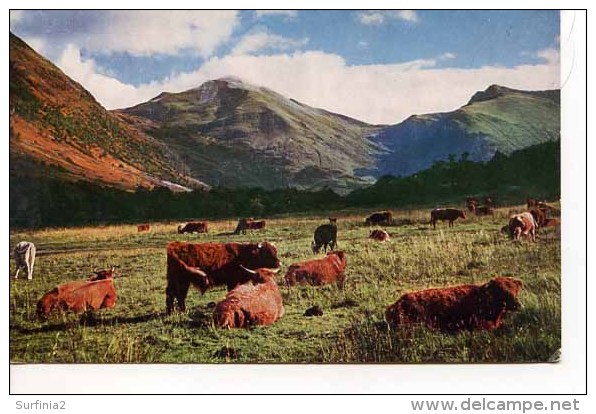 INVERNESS - Highland Cattle In Glen Nevis. Looking Towards Sgurr A’ Mhaim And Stob Ban - By W S Thomson  M193 - Inverness-shire