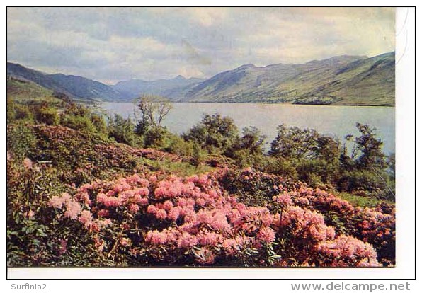 ROSS - Rhododendron Time  At Leckmelm, Loch Broom Near Ullapool, Wester Ross By W S Thomson M217 - Ross & Cromarty