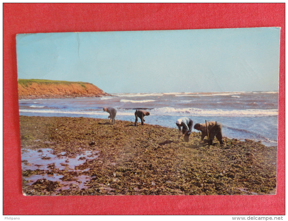 Gathering Irish Moss At North Rustico  Prince Edward Island  1965 Cancel --- Ref 1069 - Other & Unclassified