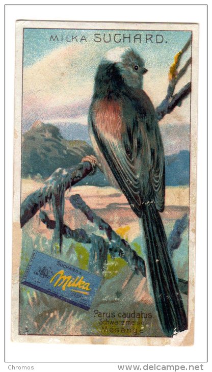 Chromo SUCHARD, N° 291 / 5, (rare Serie) Oiseau, Mesange - Suchard