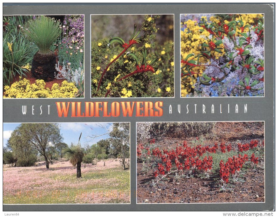 (432) Australia - Wild Flowers - Outback