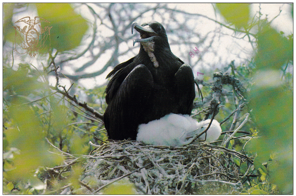 Galapagos - Ecuador , Frigate Bird , PU-1981 - Ecuador