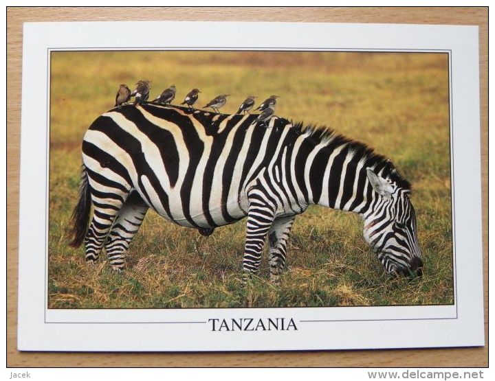 Zebra With Birds / Ngorongoro Crater Tanzania - Zèbres