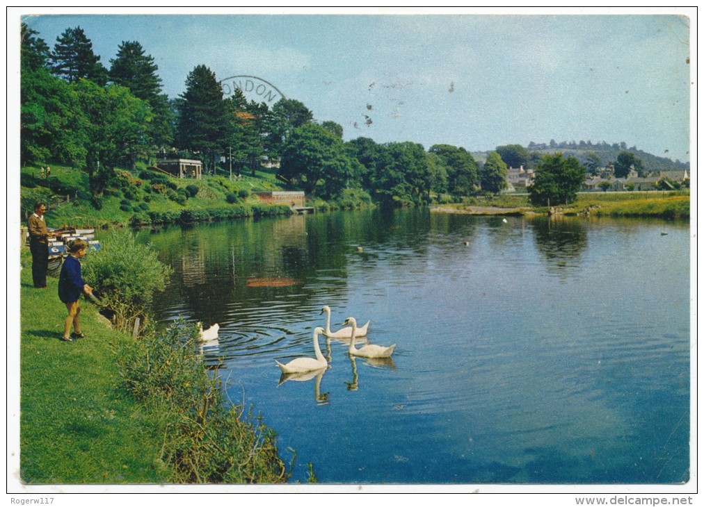 Swans On The Usk, Brecon, Early 1970s Postcard - Breconshire