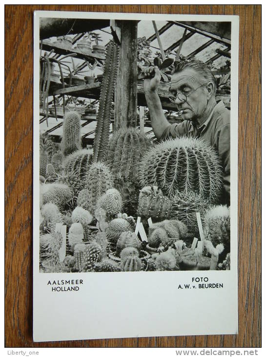 Oude Aalsmeerse CACTUS KWEKER Holland - Foto A.W.v. BEURDEN - Anno 19?? ( Zie Foto Voor Details ) !! - Aalsmeer