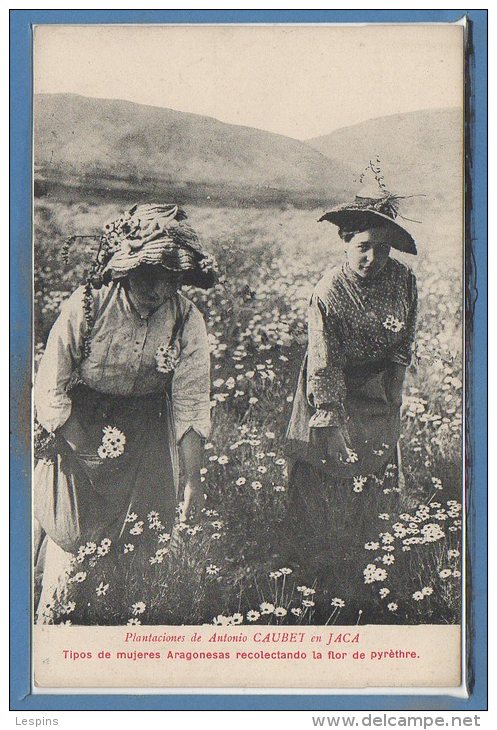 ESPAGNE - PLANTACIONES De ANTONIO CAUBET En Jaca - Huesca