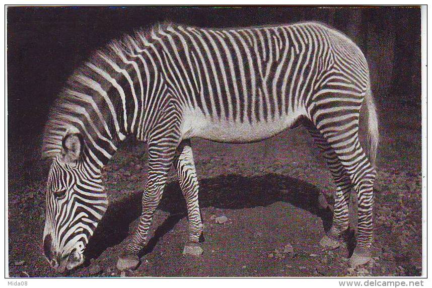 PARC ZOOLOGIQUE DU BOIS DE VINCENNES. PARIS. UN ZEBRE DE GREVY - Zèbres