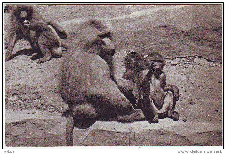 PARC ZOOLOGIQUE DU BOIS DE VINCENNES. PARIS. UNE FAMILLE DE SINGES HAMADRYAS - Zèbres